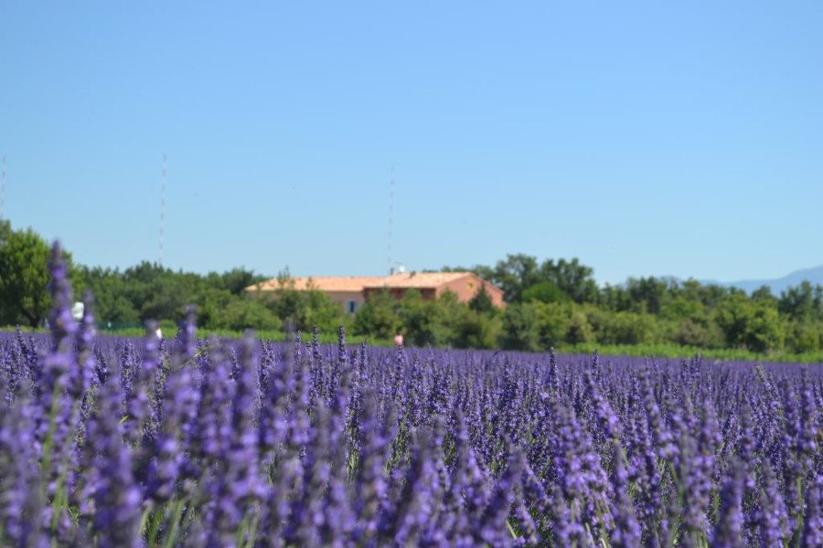 Plateau de Valensole